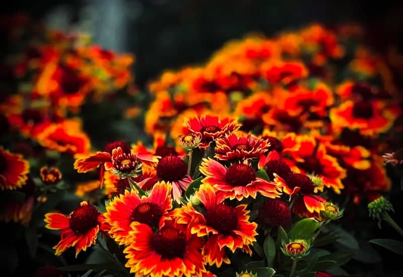 Hazleton Blanket Flower Garden - Image 1