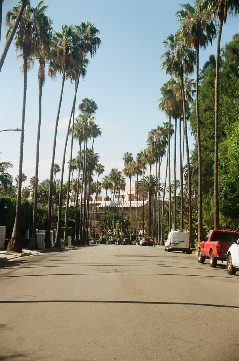 Beverly Hills Palm Tree Street - Image 1