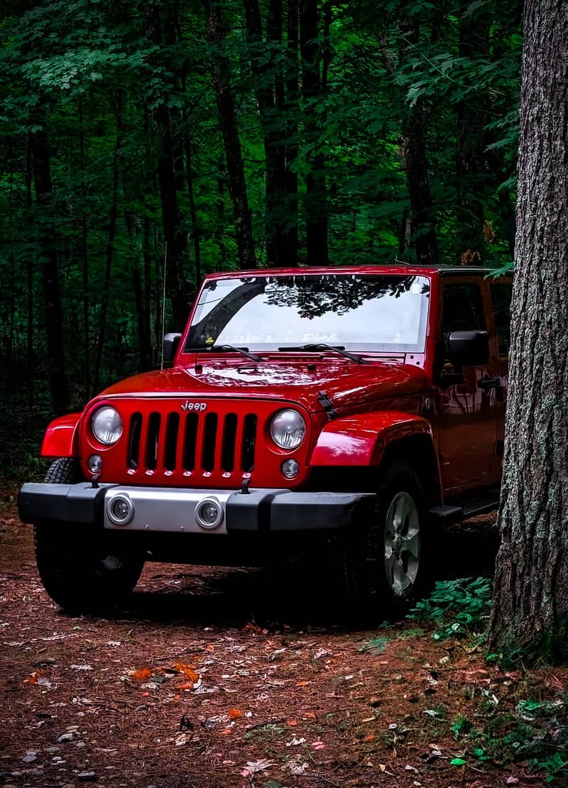 Traverse City Forest Trail - Image 1