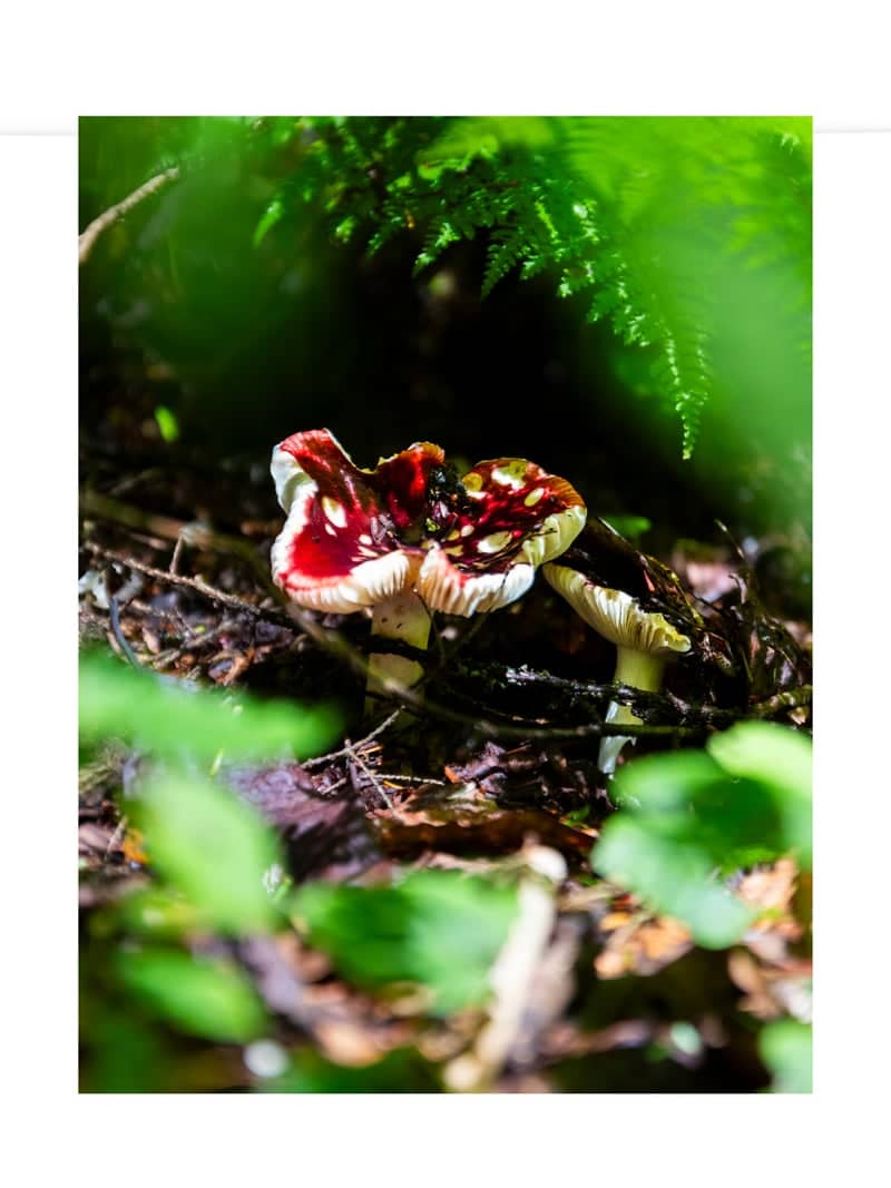 Hocking Hills State Park - Image 1