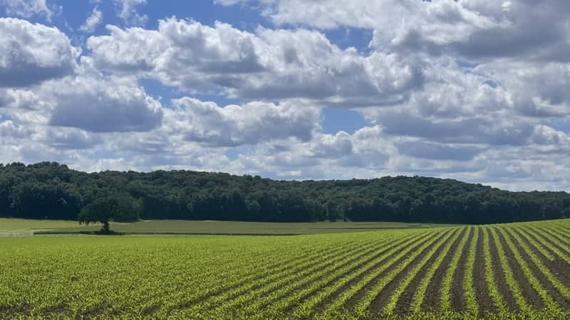 Worth Cemetery Road Farmland - Image 1