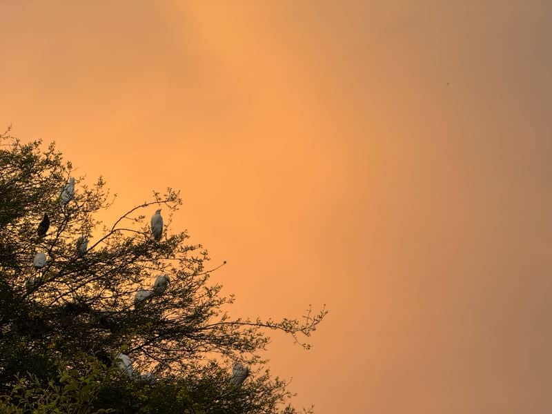 Godavari Riverbank Birding Spot - Image 1
