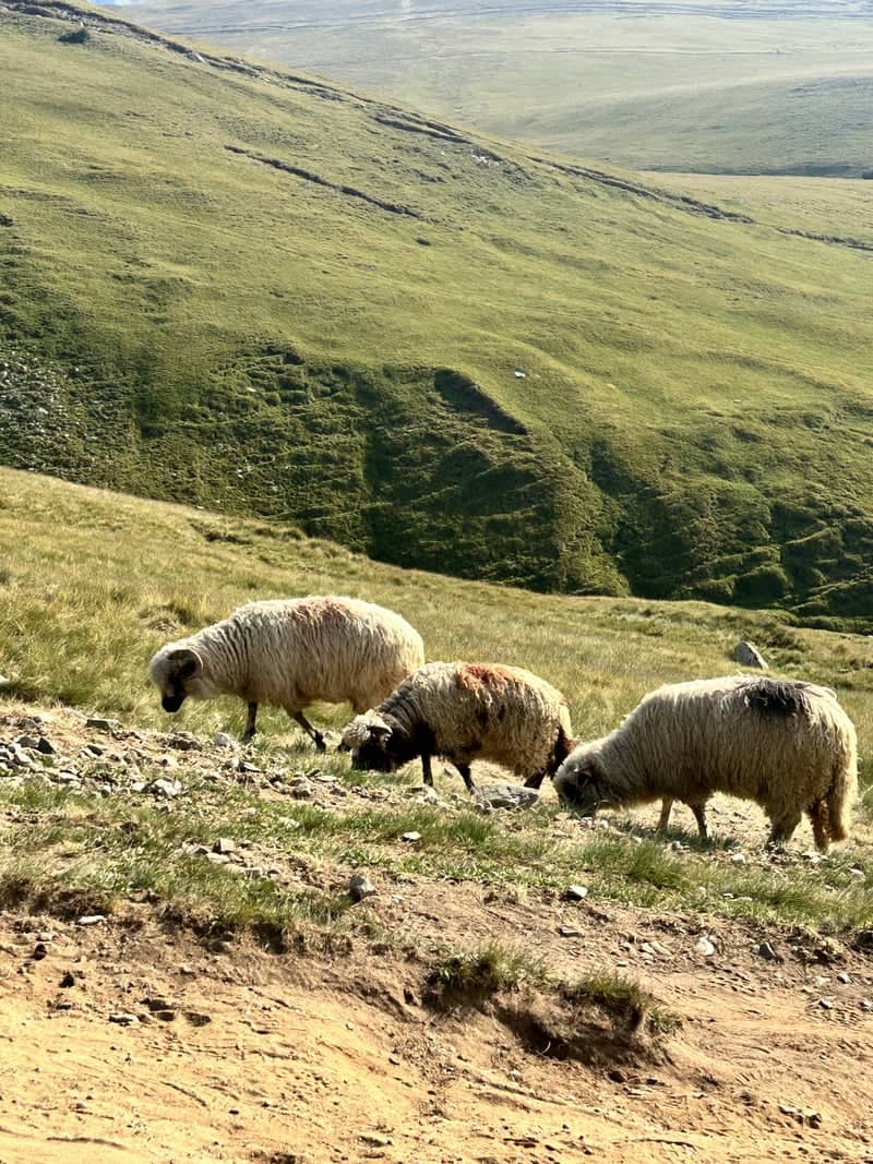 Bucegi Mountains Plateau - Image 1