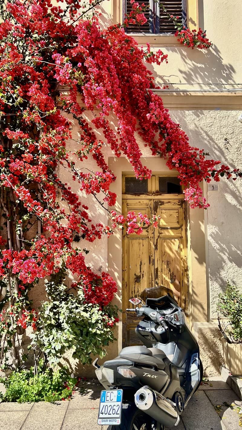 Piazza Giacomo Matteotti Bougainvillea - Image 1