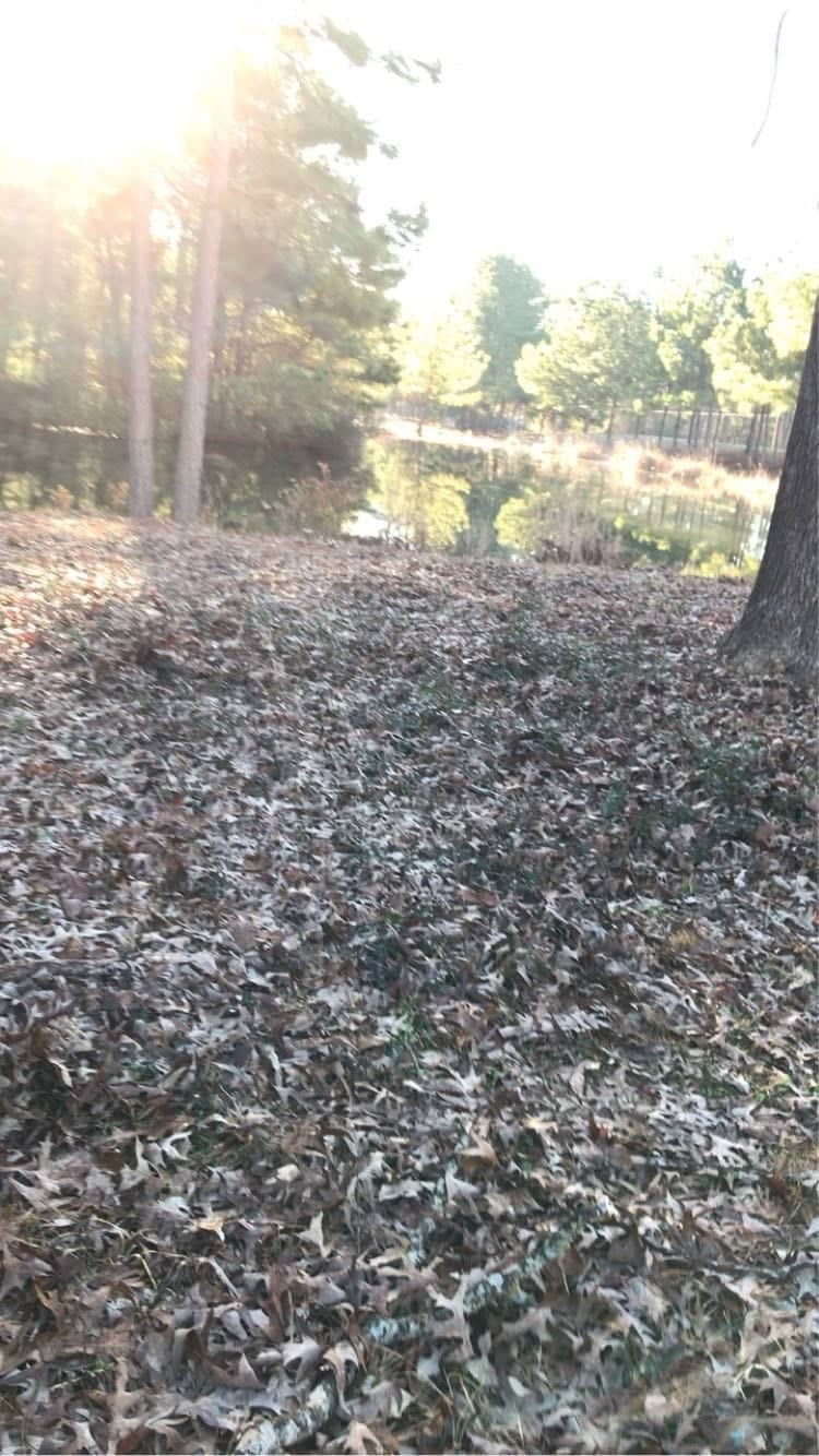 Oakwood Lakeside Woods - Image 1