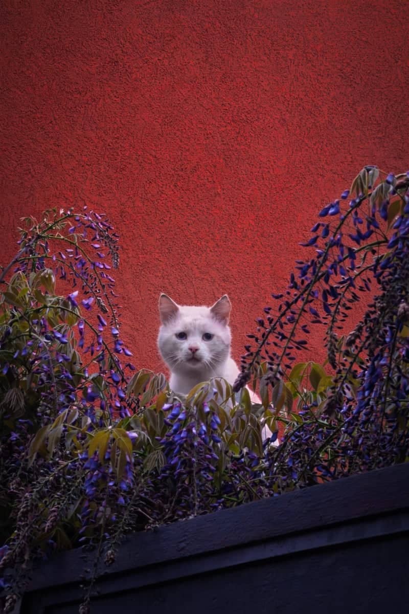 Wisteria Wall on Emile Zola Street - Image 1