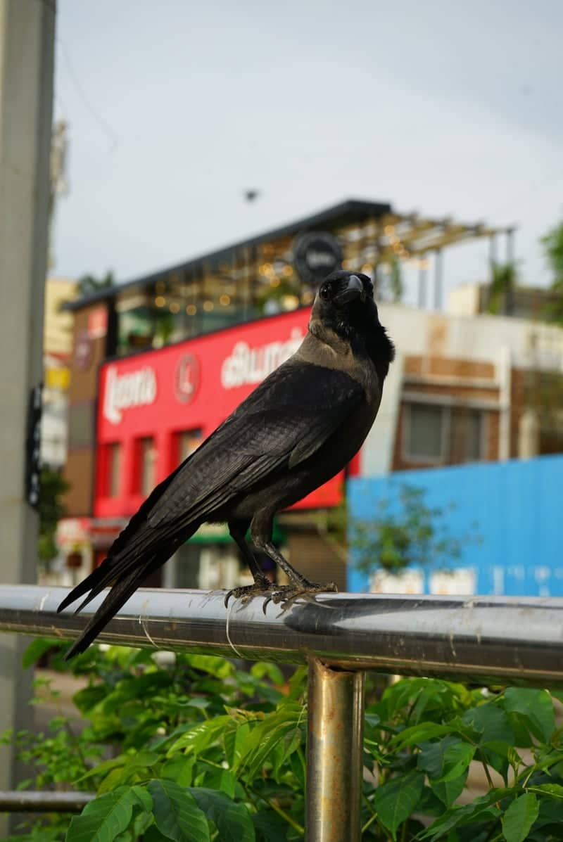 Besant Avenue, Chennai - Image 1