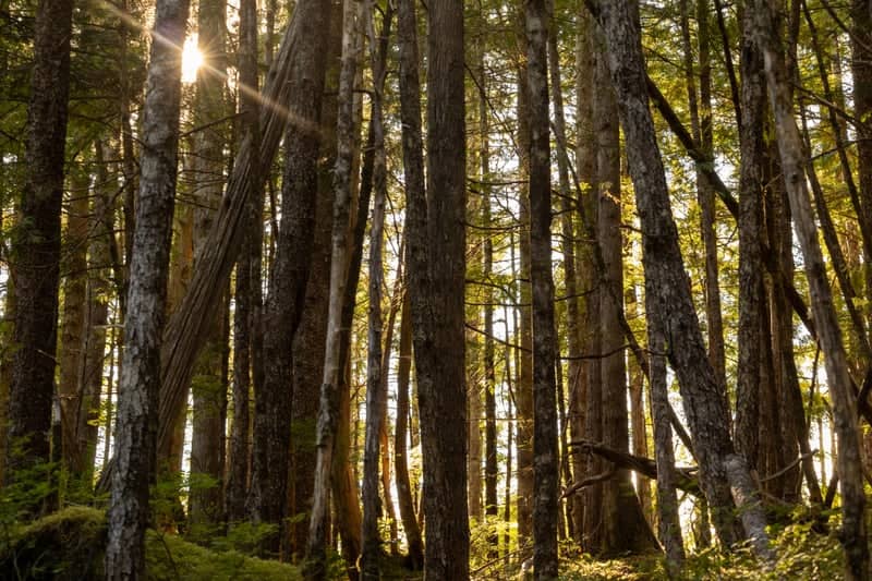 Tongass National Forest - Image 1