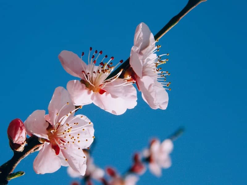 Bulevardul Tomis Spring Blossoms - Image 1