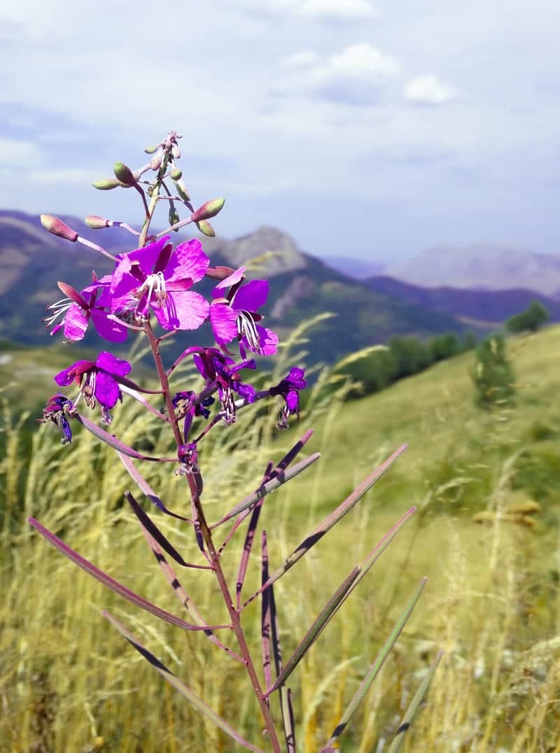 Trascău Mountains Wildflower Overlook - Image 1