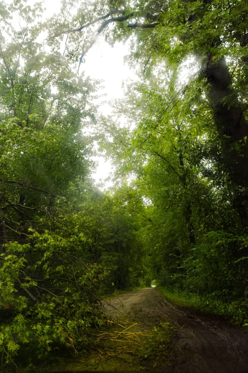 Jasper-Pulaski Forest Road - Image 1