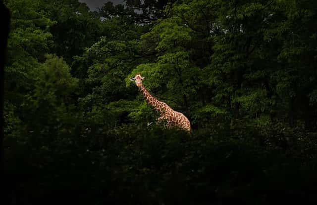 Brookfield Zoo