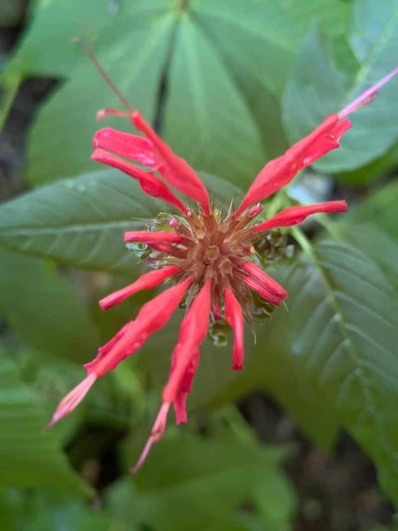 Pisgah National Forest Wildflowers - Image 1