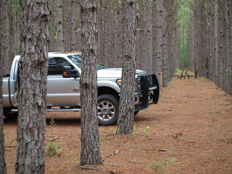 Statesboro Pine Plantation - Image 1