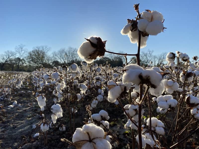 Statesboro Cotton Fields - Image 1