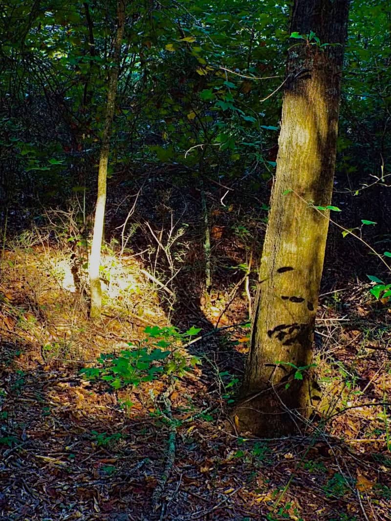 Carrollton Woodland Trail - Image 1