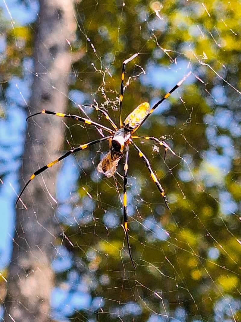 Hiram Acworth Nature Spot - Image 1