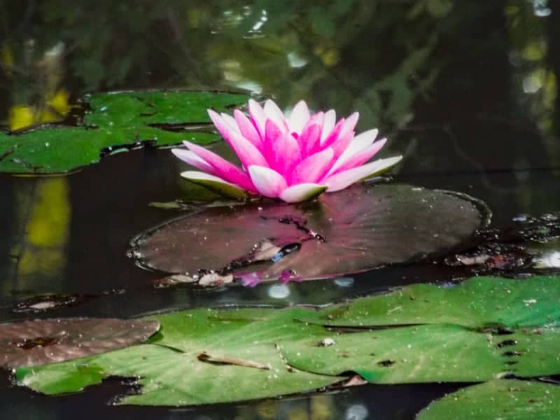 Carrollton Water Lily Pond - Image 1