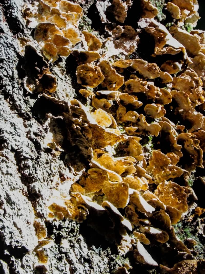 Carrollton Woodland Macro Spot - Image 1