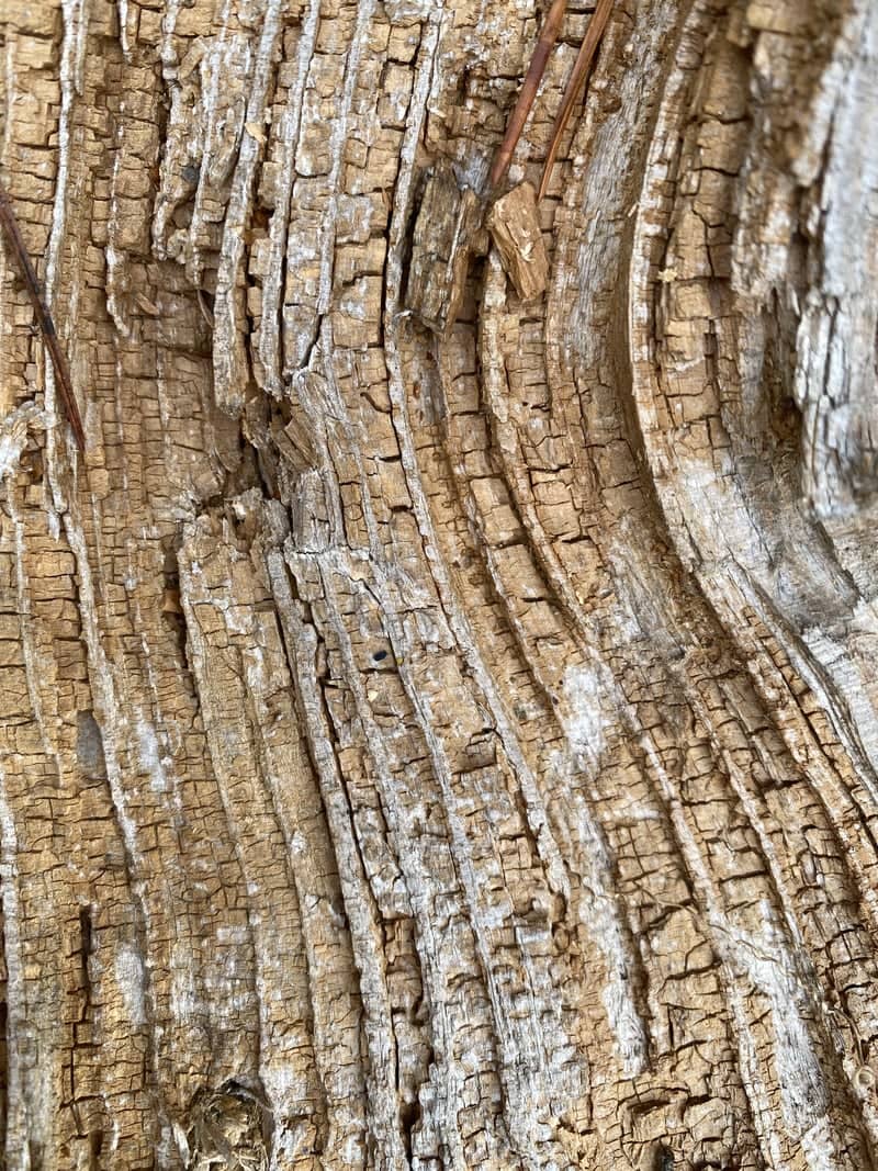 Weathered Wood Textures of Lev Tolstoy Village - Image 1