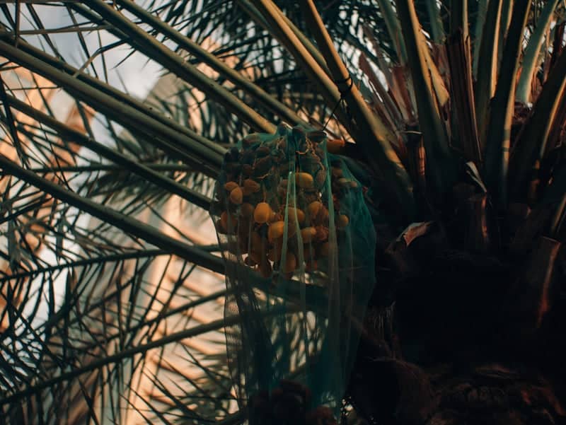 Abu Dhabi CBD Date Palms - Image 1