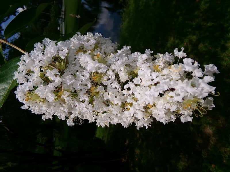Hinesville Garden Blooms - Image 1