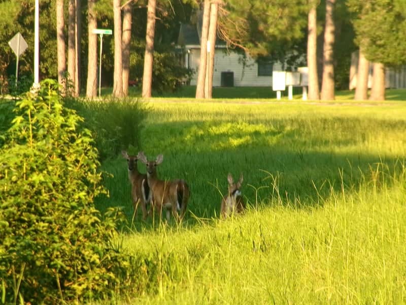 Richmond Hill Wildlife Meadow - Image 1
