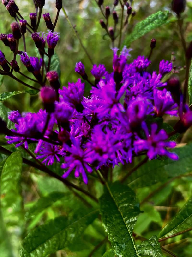 Corinth Wildflower Meadows - Image 1