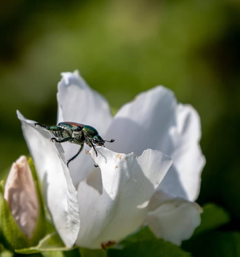 Old West End Gardens - Image 1