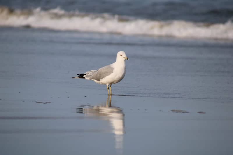 Old Orchard Beach Pier - Image 2