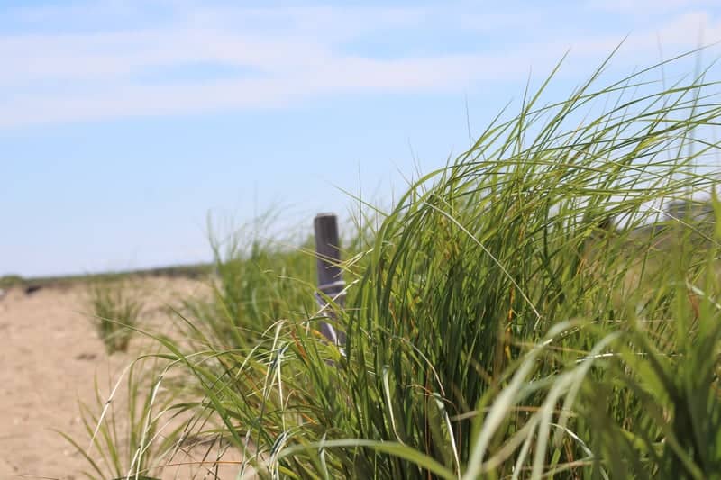 Plum Island Beach Dunes - Image 1