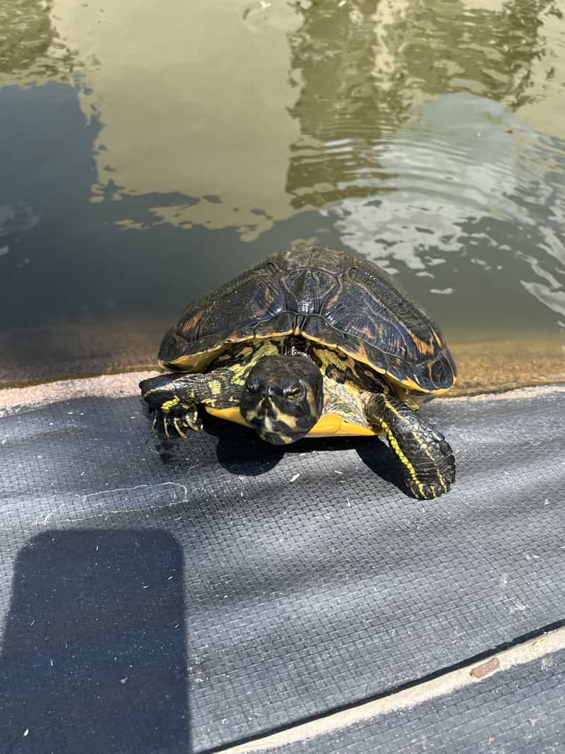 Palmetto Dunes Lagoon Wildlife - Image 1