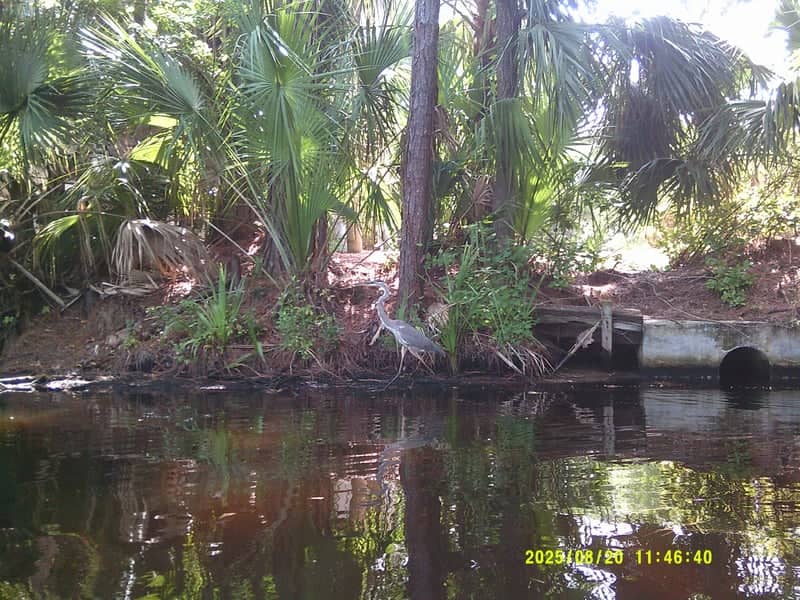 Hilton Head Lagoon Wildlife Spot - Image 1
