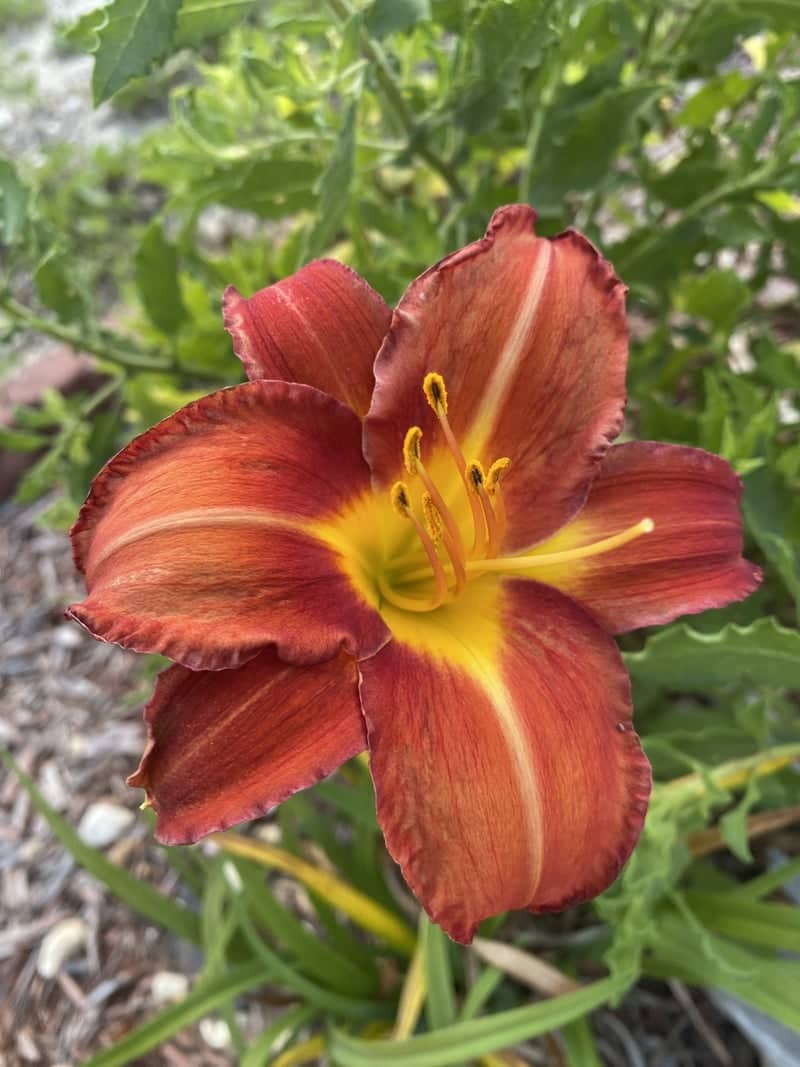 Holden Beach Coastal Garden - Image 1