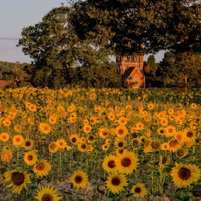 St Mary's Church Sunflower Field - Image 1