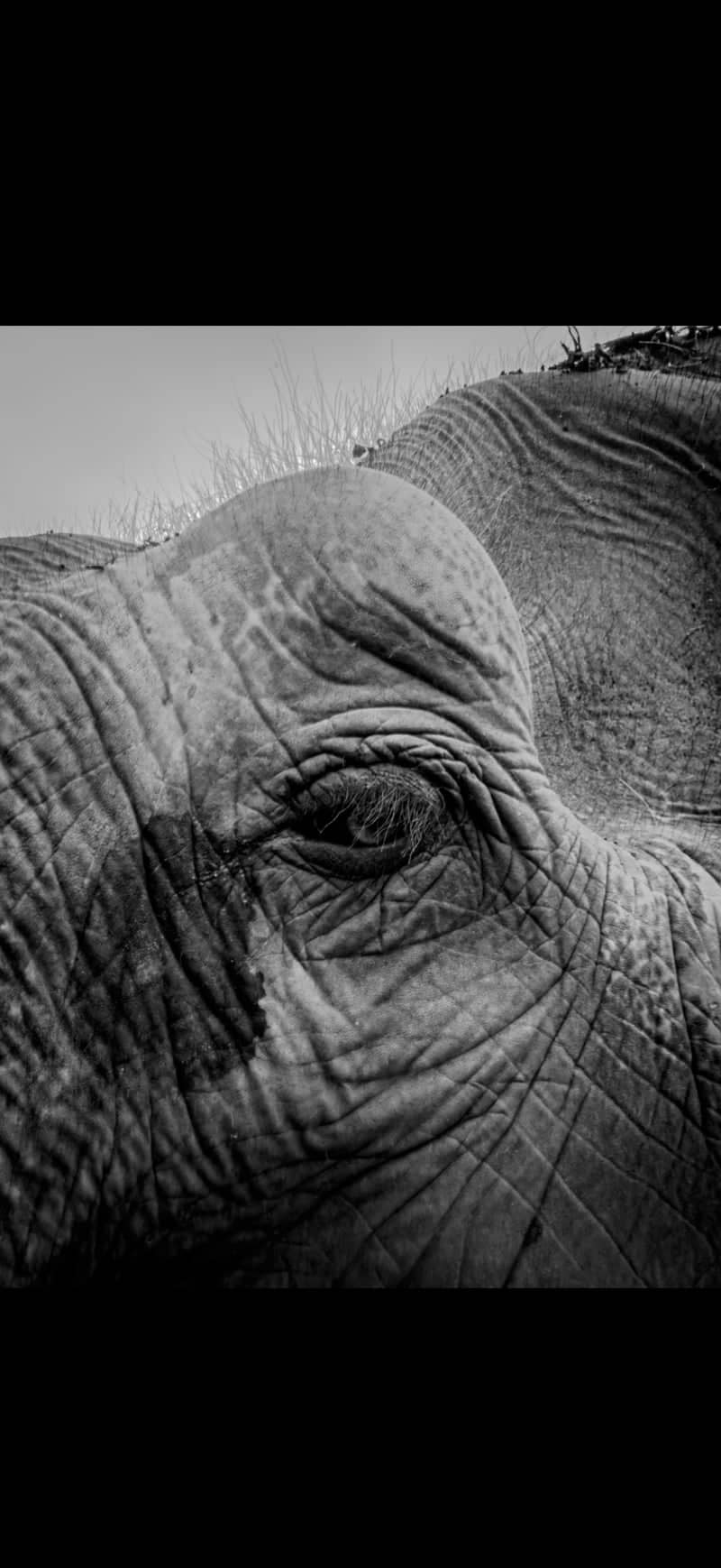 Elephant Sanctuary, Roi Et - Image 1