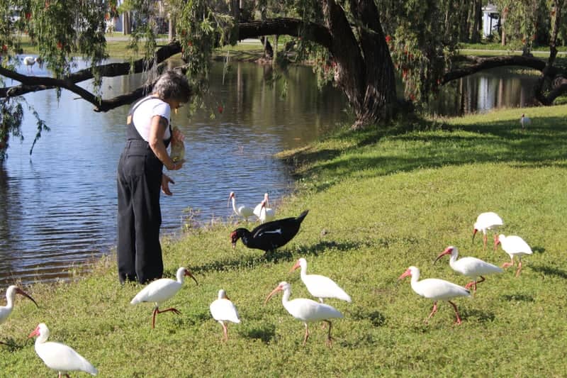 Palm Drive Lakeside Park - Image 1