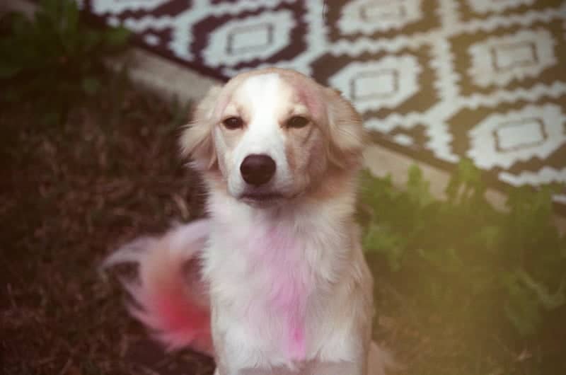 Sugar Land Pet Photography Spot - Image 1