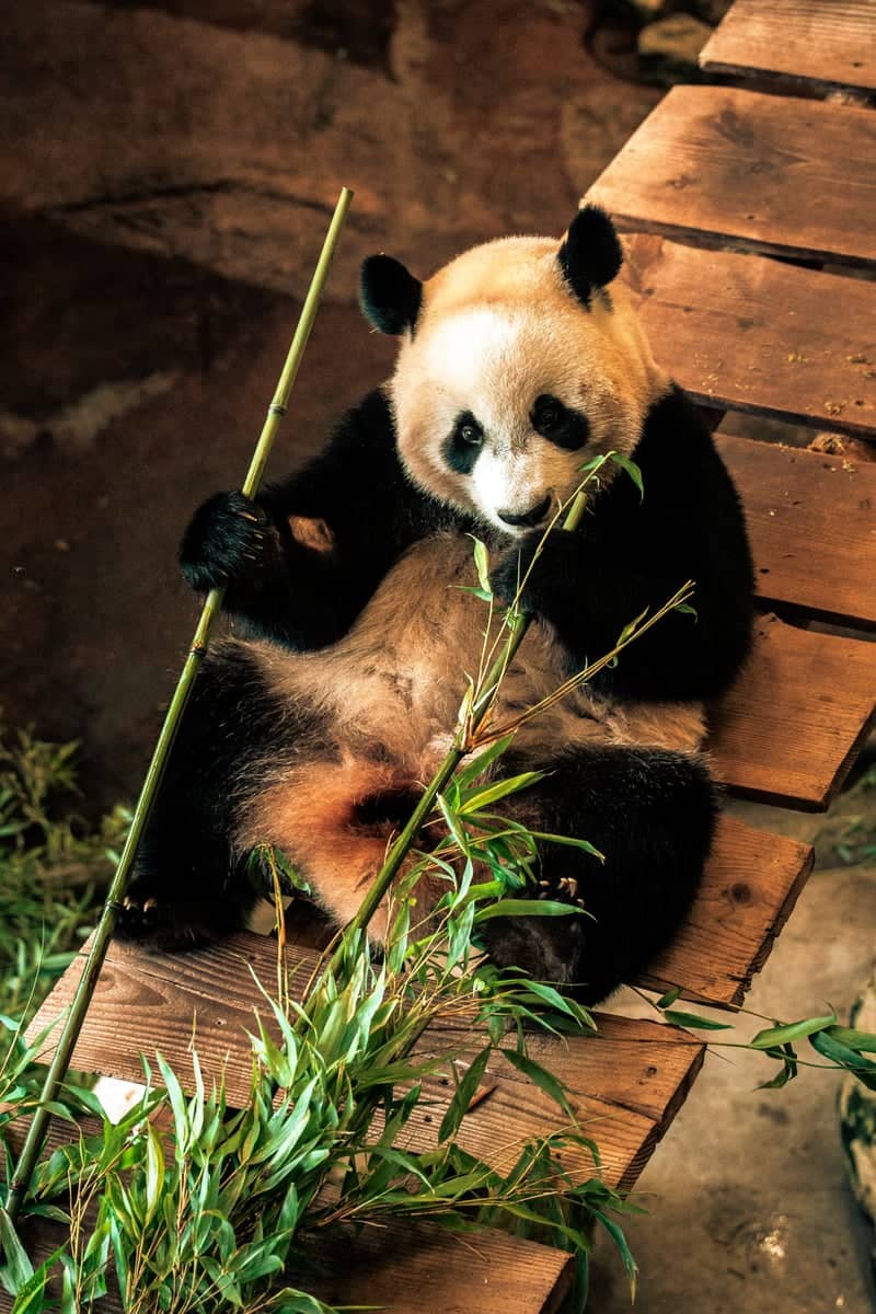 Ouwehands Dierenpark (Pandasia) - Image 1