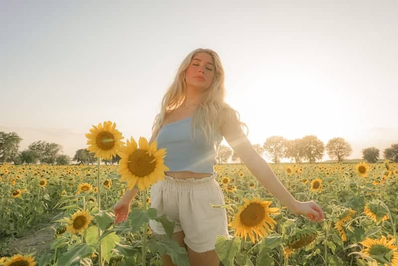 Welsh Sunflower Fields - Image 3
