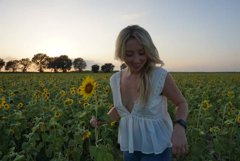 Welsh Sunflower Fields - Image 4