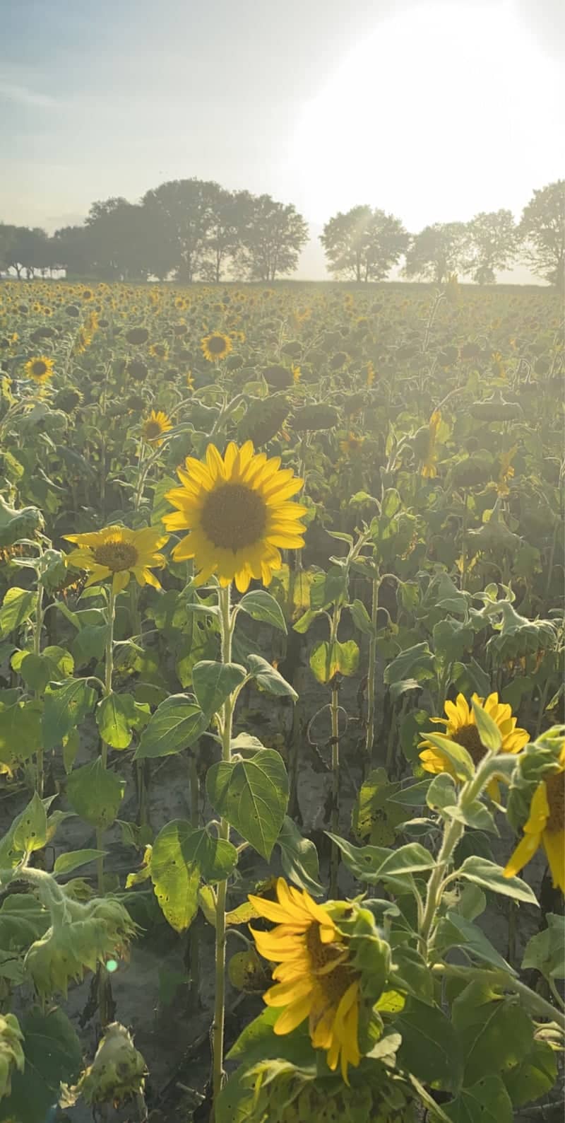 Welsh Sunflower Fields - Image 2