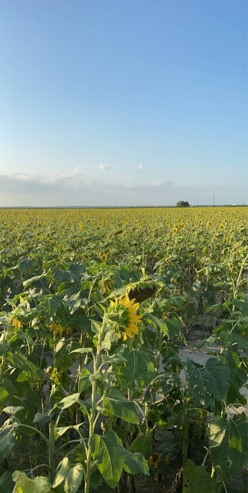 Welsh Sunflower Fields - Image 5