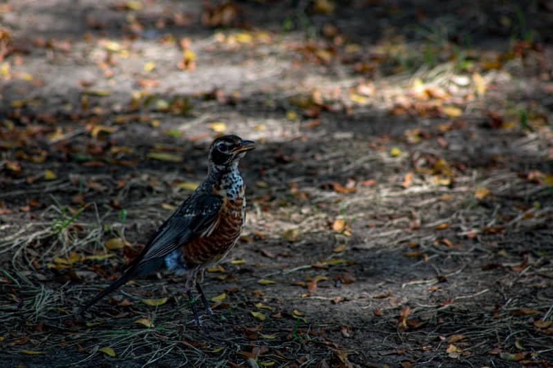 Frontier Park - Image 1