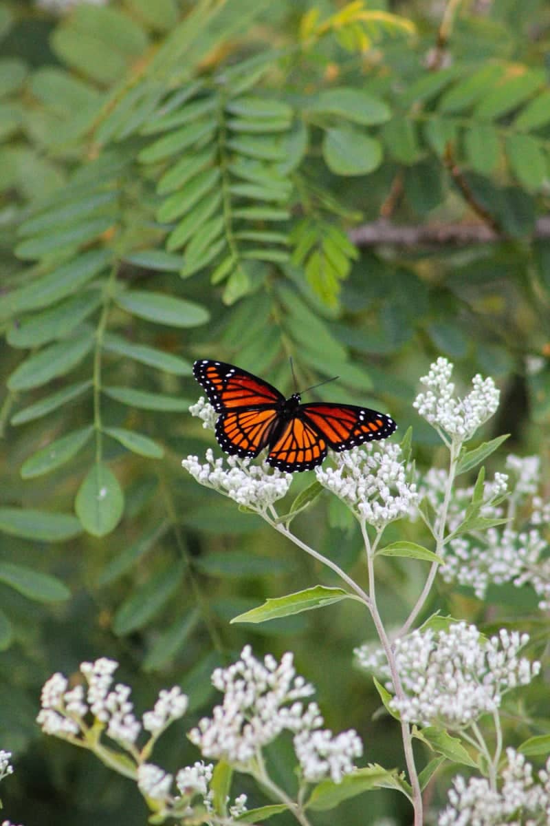St. Peters Nature Area - Image 1