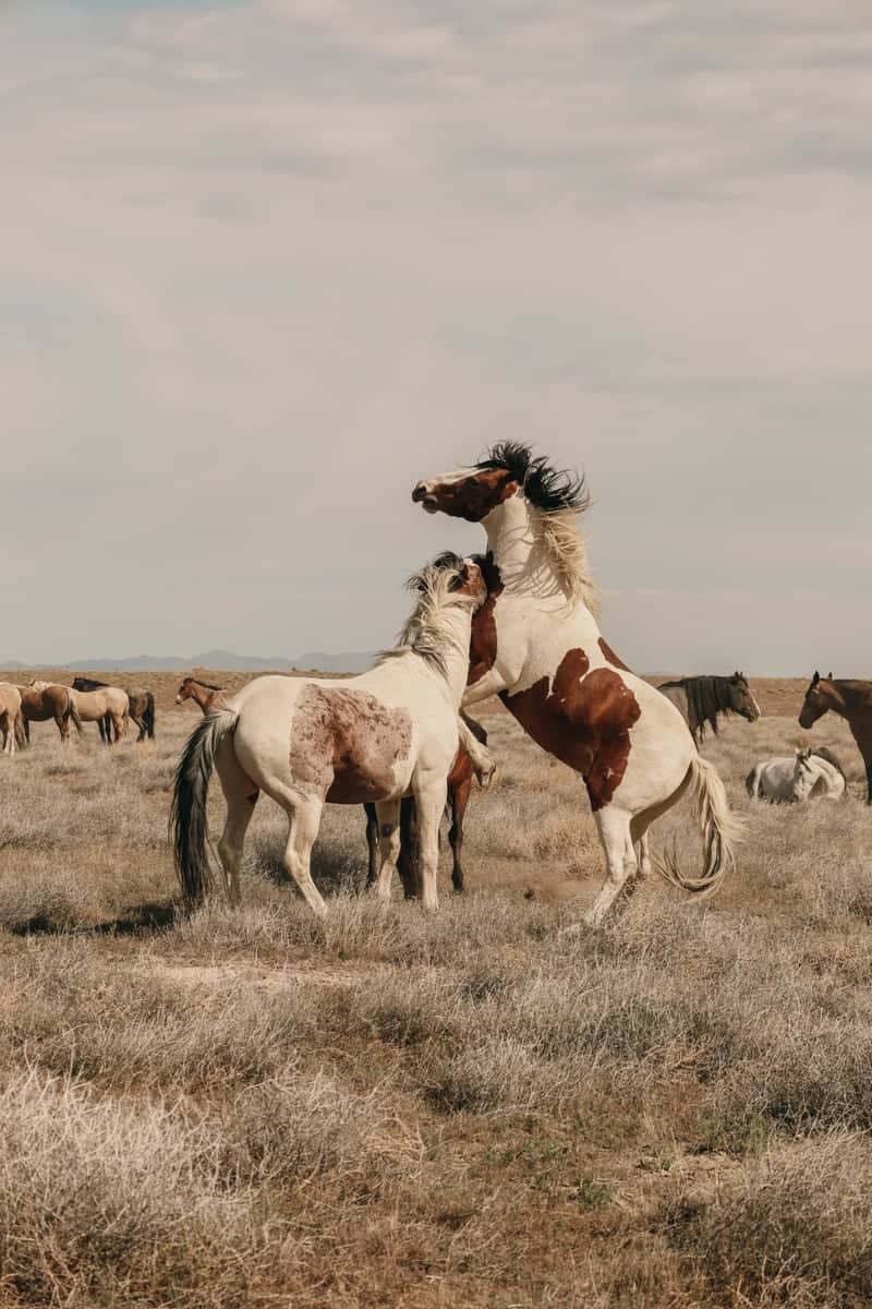 Onaqui Mountain Wild Horses - Image 1