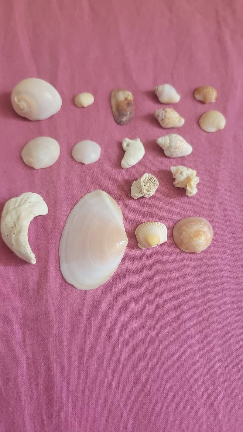 Seashell Macro Study - Image 1