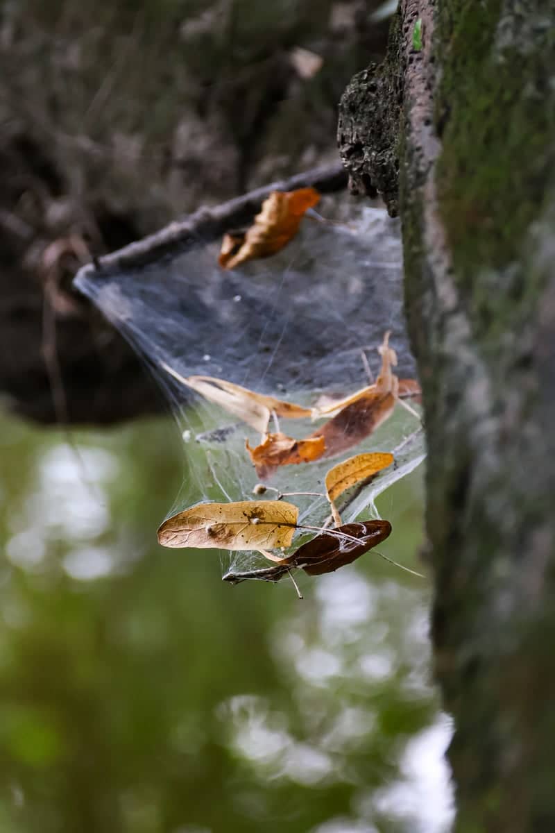 Salt Creek Woods Forest Preserve - Image 1