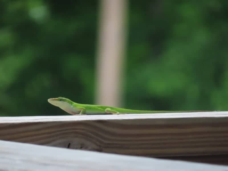 Rome Garden Wildlife Spot - Image 1