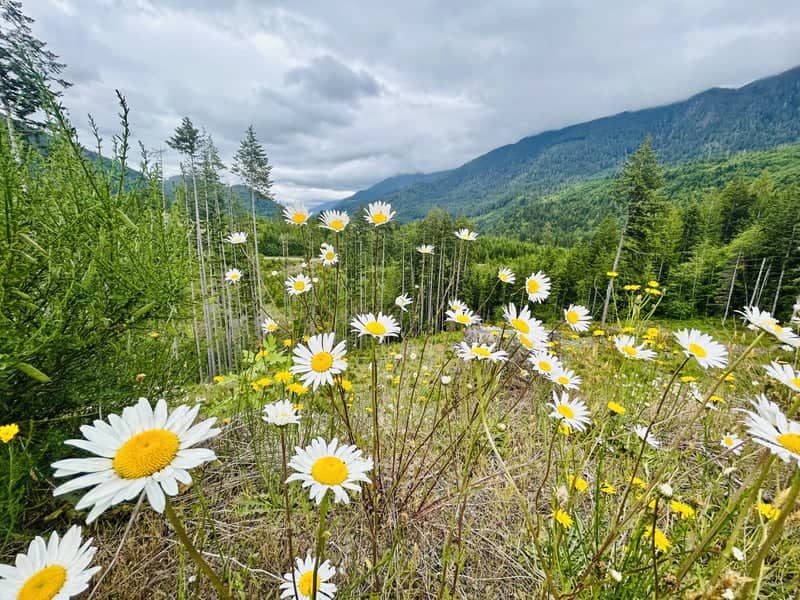 Lake Crescent Valley Wildflowers - Image 1